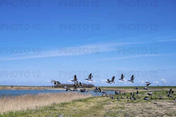 Flock of birds flying up on the shore of a lake, dynamic scene in nature, Greetsiel, Norden, East