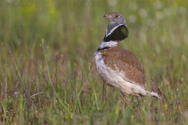 Little bustard (Tetrax tetrax) Outarde canepetière, Sisón Común, Hides De Calera / Great Bustard,