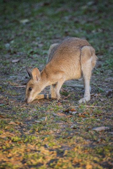 Agile Wallaby (Notamacropus agilis), Mary River National Park, Northern Territory, Australia,