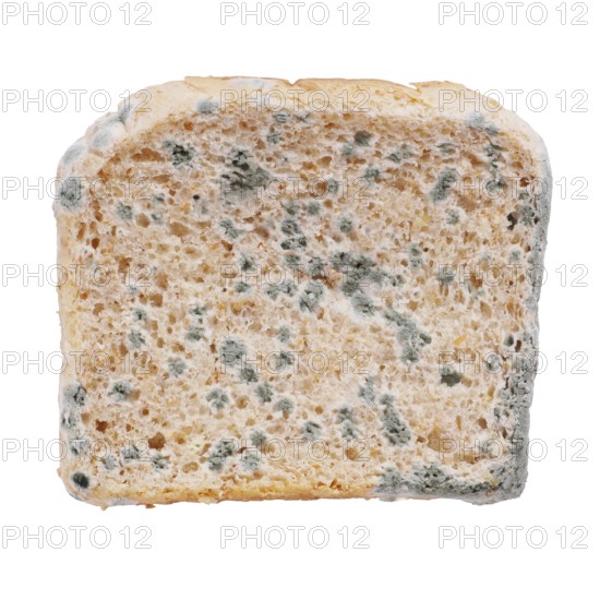 moldy toast bread isolated on white
