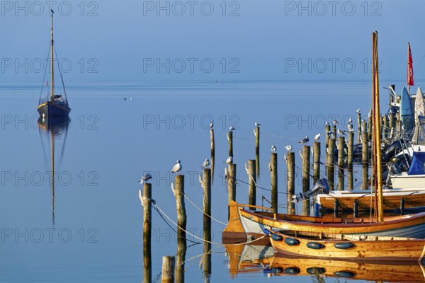 Single boat and seagulls on piles reflected in the calm blue water, Salzhaff with lagoon jetty,