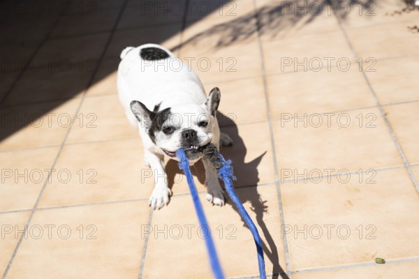 A French Bulldog (Canis lupus familiaris) with black spots holding a blue leash in its mouth,