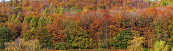 Autumn coloured trees, autumn forest in Lipperland, panoramic photo, Kalletal, North