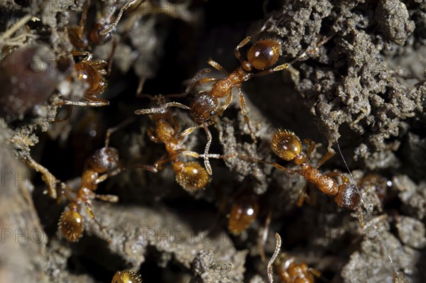 European fire ant (Myrmica rubra), several animals Red-yellow nodule ant on the ground, Velbert,