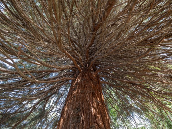 Sequoia tree (Sequoioidea), view from below into the crown, Offenbach am Main, Hesse, Germany,
