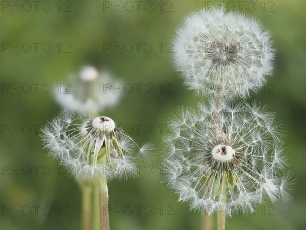 Common dandelion (Taraxacum officinale), in rats, close-up with focus stacking, Styria, Austria,
