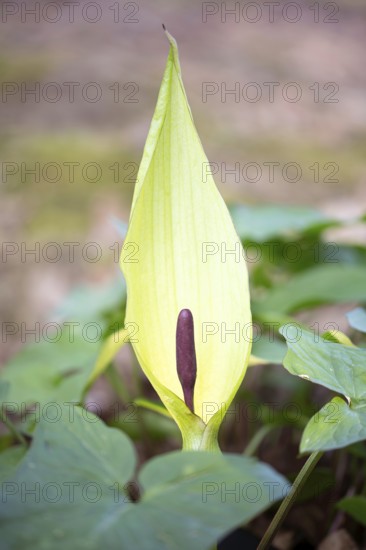 Common arum (Arum maculatum), cob in front of the bracts, Velbert, North Rhine-Westphalia, Germany,
