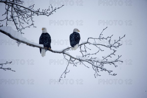 Bald Eagle (haliaeetus leucocephalus), Birds covered by Snow, Haines in Alaska