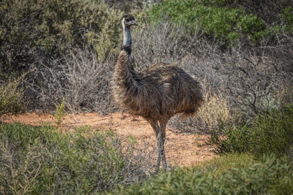 Emu (Dromaius novaehollandiae), adult, in its habitat, Kalbarri National Park, Western Australia,