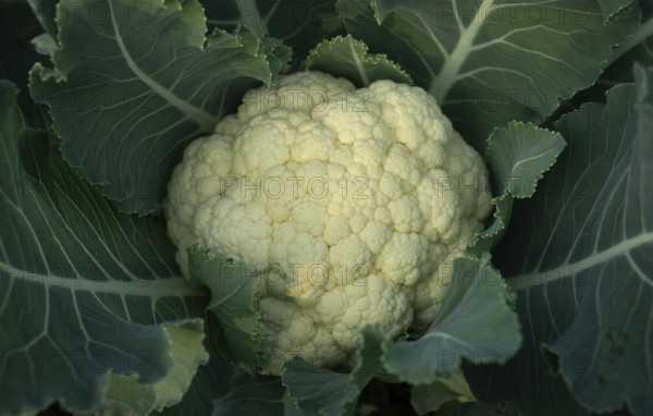 Close-up of a cauliflower head nestled amongst its vibrant green leaves. A fresh, healthy vegetable