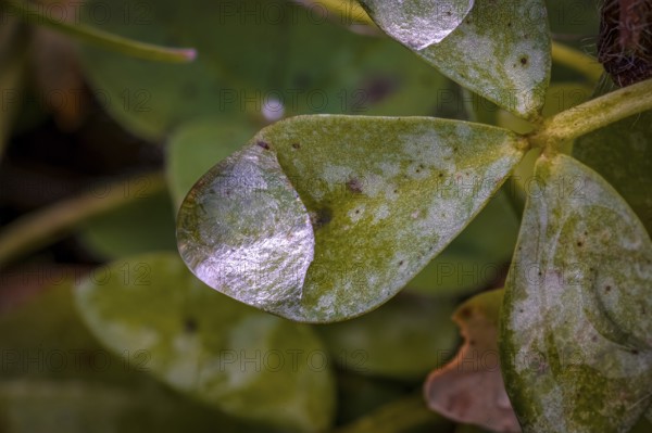 Macro photograph of a green clover leaf (Trifolium) with water droplets, Jena, Thuringia, Germany,