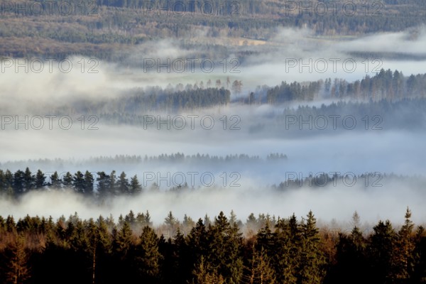 View of the forest from a hiking trail in the Hunsrück-Hochwald National Park in sunshine and fog