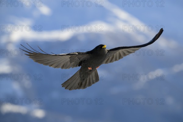 Alpine chough (Pyrrhocorax graculus) in flight, Belalp, Naters, Brig, Canton Valais, Switzerland,