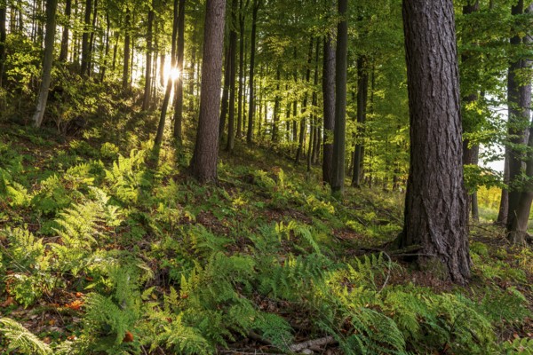 Sunbeams break through a dense forest with mixed trees and illuminate ferns on the ground, Lügde,
