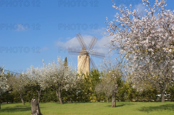 Restaurant in windmill, Santa Maria del Cami, Majorca, Balearic Islands, Spain, almond blossom,