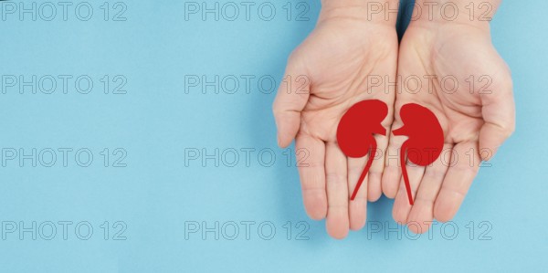 Hands holding a kidney, paper cut out, world kidney day, health problems, organ transplantation,