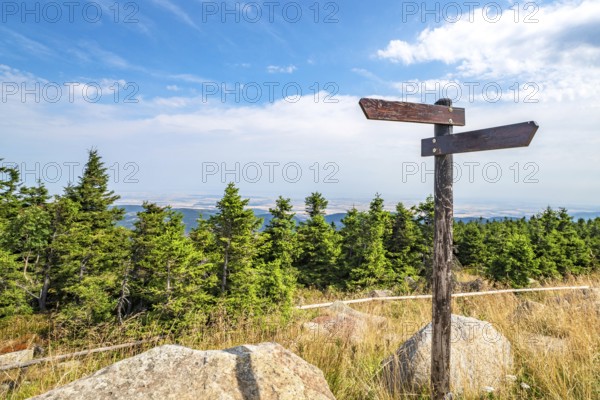 Wooden sign showing different directions on the top of a hill with pine trees
