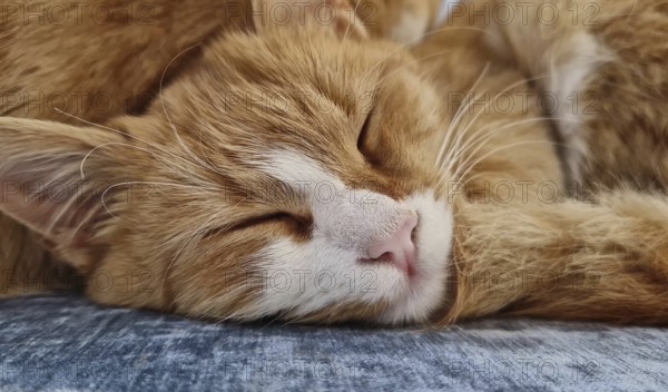 Closeup sleepy orange kitten takes a nap indoors on the sofa. Little ginger cat waking up from