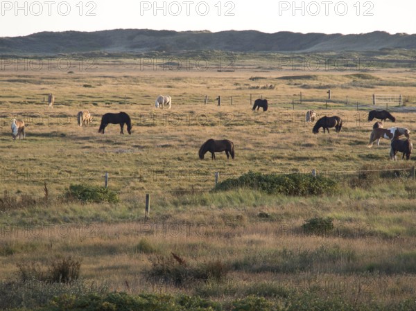 Several horses grazing peacefully in a vast grassy landscape, spiekeroog, east frisia, north sea,