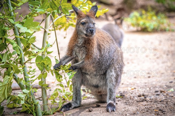 A kangaroo (Macropodidae) stands on the ground and eats green leaves. The environment is natural