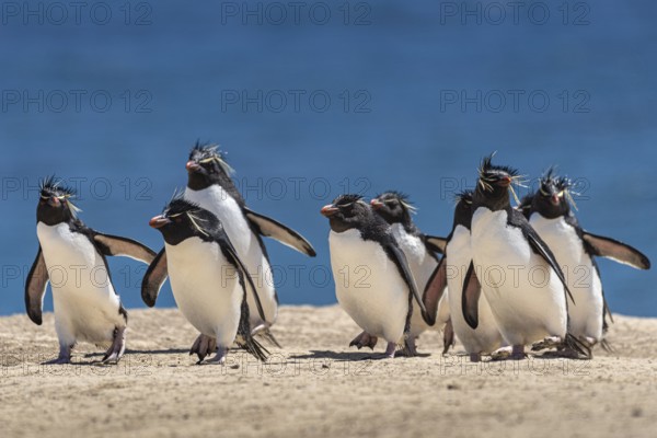 Rockhopper penguins (Eudyptes chrysocome) on the way to their colony, Pebble Island, Falkland