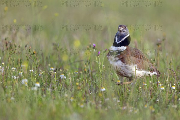 Little bustard (Tetrax tetrax) Outarde canepetière, Sisón Común, Hides De Calera / Great Bustard,