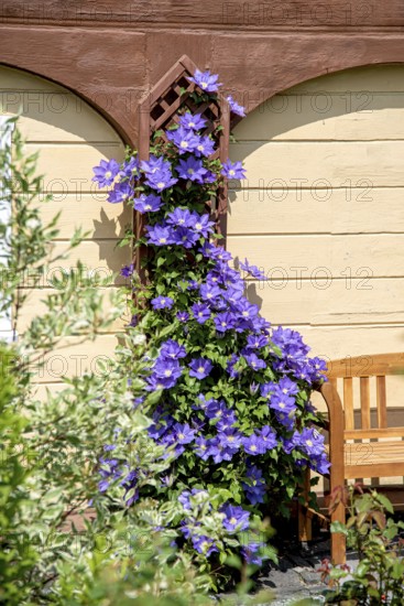 Clematis 'The President', Anchers Havecenter, Ebersbach, Saxony, Germany, Europe