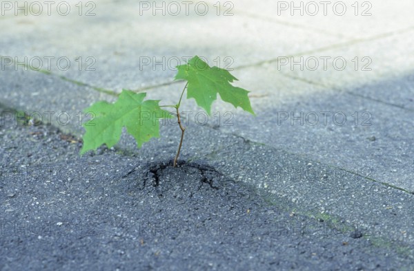 Closeup of a very small sycamore maple tree (Acer pseudoplatanus) breaking through asphalt, Munich,
