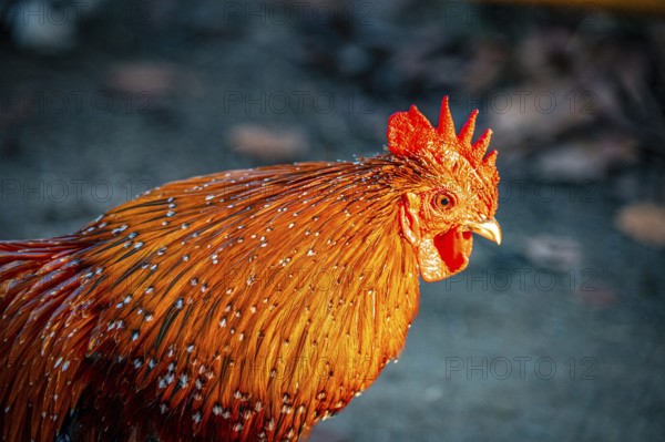 Close-up of a rooster (Gallus gallus domesticus) with red comb and bright plumage, Eisenberg,