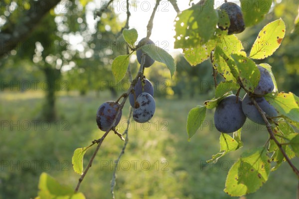Plums ready for harvest hanging on a tree, in Hohenloher Land, fruit harvest, fruit, plum,