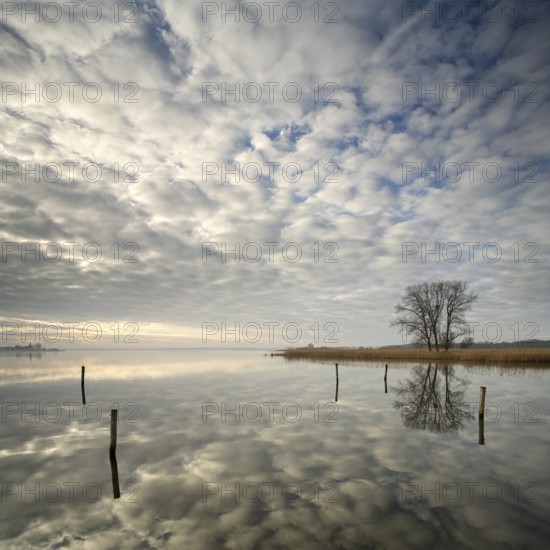 Morning atmosphere on the Szczecin Lagoon near Altwarp in winter, reed belt and bare trees on the