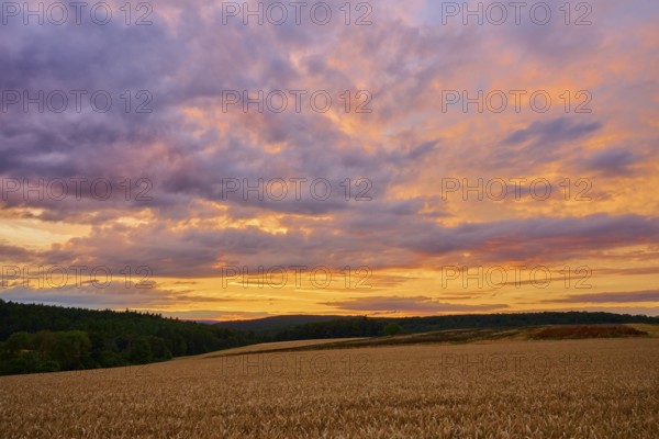 Wide landscape with wheat field (Triticum), at sunset, the sky is coloured with purple and orange
