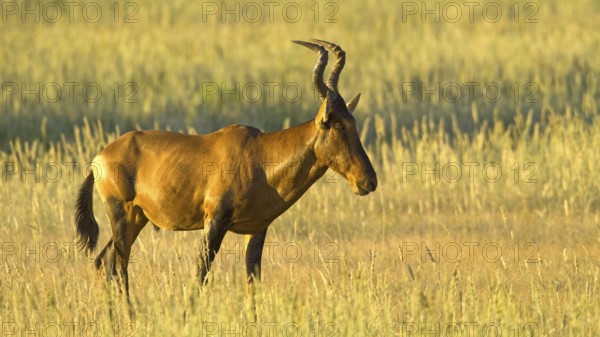 Red hartebeest (Alcelaphus buselaphus) Red hartebeest in the grasslands of the Kalahari South