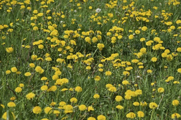 Dandelion meadow, dandelion, Leontodon, Taraxacum sec. Ruderalia, Asteraceae, Federal Republic of