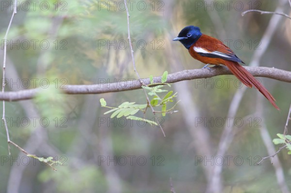 Senegal Paradise Flycatcher, (Terpsiphone rufiventer), Brufut woods, Brufut, South Bank, Gambia,