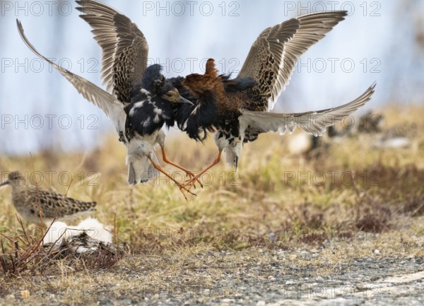Ruff (Calidris pugnax) two males in breeding plumage at lek, fighting over female, Pokka, Finnish