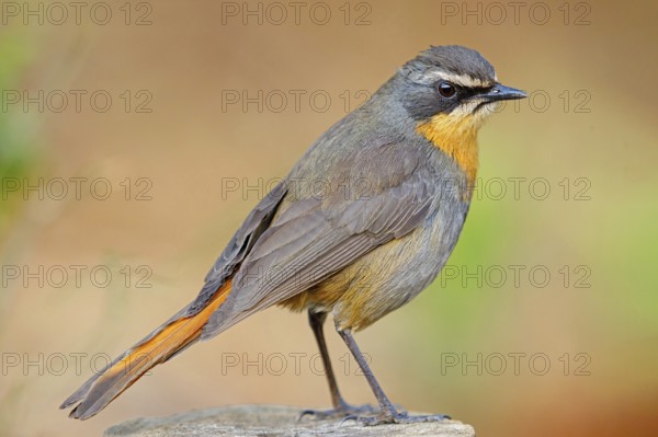 Cossypha caffra, family of flycatchers, Underberg surroundings, Underberg, KwaZulu-Natal, South