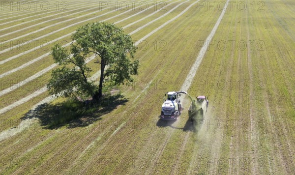 Aerial view of forage harvesting on an organic farm. A forage harvester transports the chopped