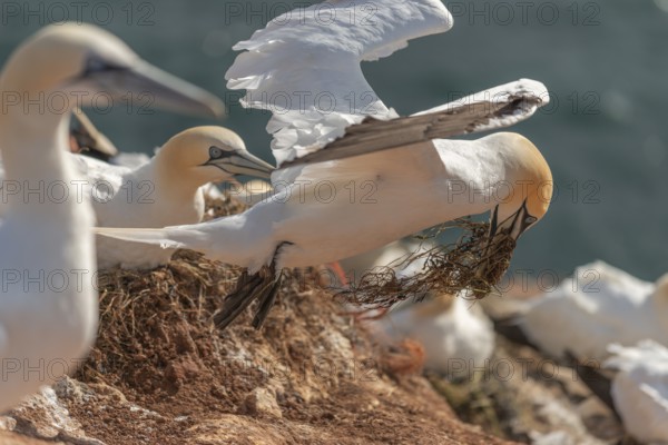 Northern gannet (Morus bassanus), offshore island of Heligoland, North Sea, Pinneberg district,
