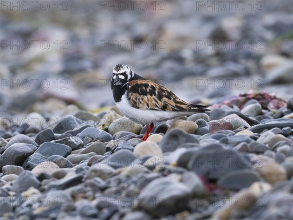 Ruddy Turnstone (Arenaria interpres), adult, summer plumage, resting on the seashore, Varanger,