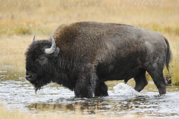 American bison (Bos bison, Bison bison), male, Yellowstone National Park, Wyoming, USA, North
