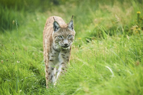 Eurasian lynx (Lynx lynx) walking through the grass, Wildpark Aurach, Kitzbühl, Tirol, Austria,