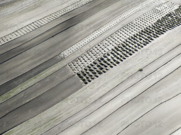 Farmland and cultivated olive trees (Olea europaea) . Aerial view. Drone shot. Granada province,