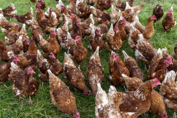 Chickens in a meadow, mobile housing, free-range chickens, free-range eggs, north of