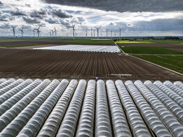 Agriculture, large areas with foil tunnel, for the cultivation of strawberries, freshly cultivated