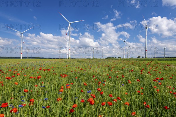 Wind farm, field with flower strips, insect-friendly border of fields with mixed flowers, poppies,