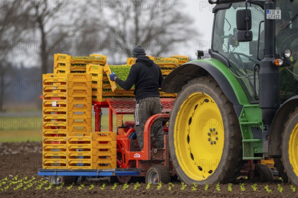 Lettuce plants, in press pots, they are planted in a field with a planting machine, agriculture,