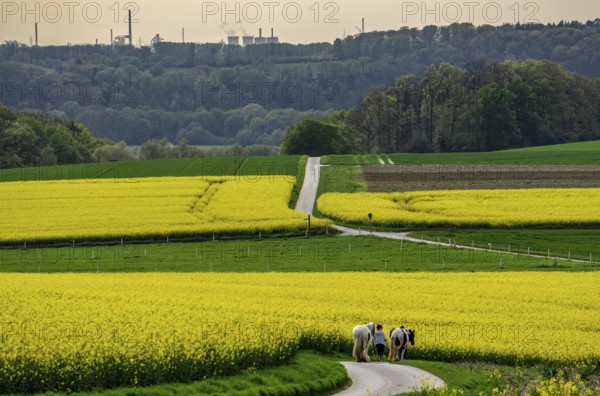 View over Mülheim an der Ruhr, Ickten, rape fields, over the Ruhr heights, to Duisburg-Hüttenheim,