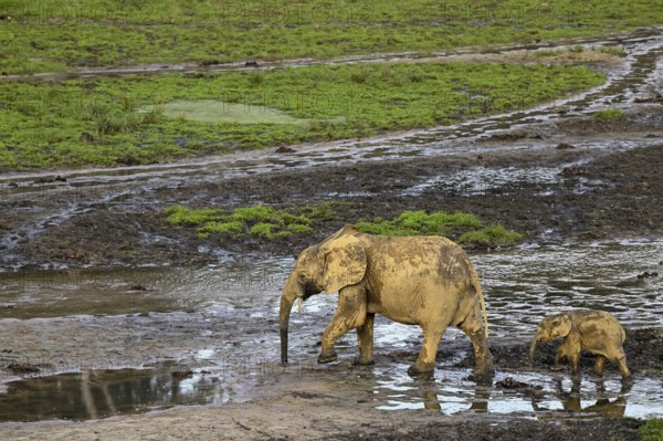African forest elephants (Loxodonta cyclotis) in the Dzanga Bai forest clearing, Dzanga-Ndoki