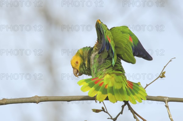 Yellow-headed Amazon (Amazona oratrix belizensis), on a sycamore branch, courtship display, blue
